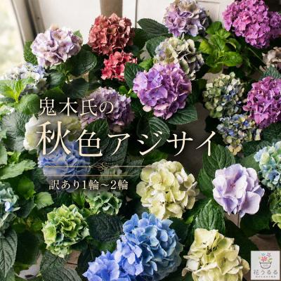 紫陽花（花、ガーデニング）の商品一覧 通販 - Yahoo!ショッピング