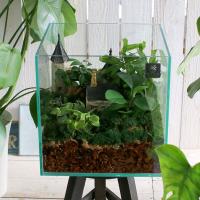 観葉植物 フィカス・ウンベラータ寄せ植え 角陶器鉢(白) 高さ約 観葉植物 フィカス・ウンベラータ寄せ植え 角陶器鉢(白) 高さ約