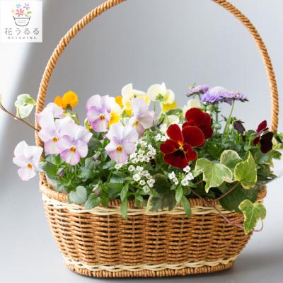 春の寄せ植えのおすすめ人気商品一覧 通販 - Yahoo!ショッピング