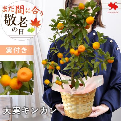 きんかん様 金柑（きんかん） | みかん大事典 | みかんのことなら「のま果樹