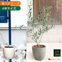 観葉植物 オリーブ 8号鉢 大型 屋外用 インテリア おしゃれ Rg 観葉植物の専門店 彩植健美 通販 Yahoo ショッピング
