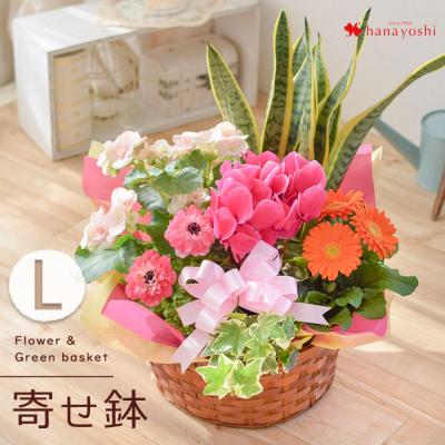 花 寄せ植え プレゼントのおすすめ人気商品一覧 通販 - Yahoo!ショッピング