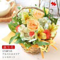 フラワーマーケット花由 paypayモール