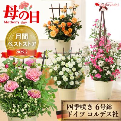 ミニバラ(花、ガーデニング)の商品一覧 通販 - Yahoo!ショッピング ミニバラ(花、ガーデニング)の商品一覧 通販 - Yahoo!ショッピング