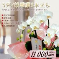 ミニ胡蝶蘭3本立ち ミディ胡蝶蘭 コチョウラン 開店 開業 新築 ギフト  おしゃれ バレンタイン | 花盛り