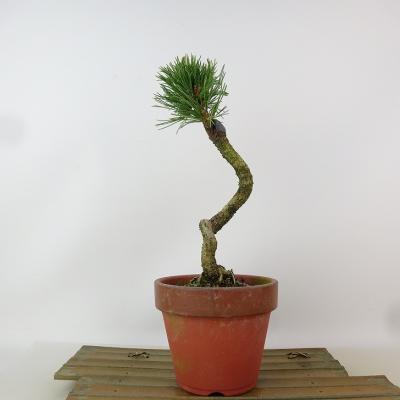 五葉松 明星のおすすめ人気商品一覧 通販 - Yahoo!ショッピング