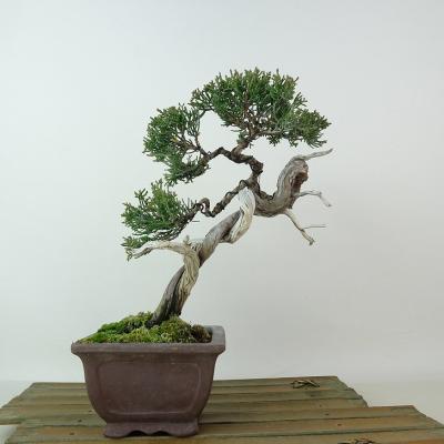 真柏（盆栽、苔玉）（盆栽種類：松柏） | 花、ガーデニング の商品一覧