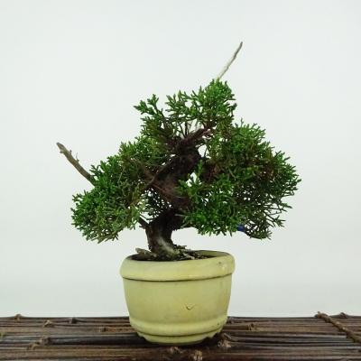 真柏盆栽懸崖のおすすめ人気商品一覧 通販 - Yahoo!ショッピング
