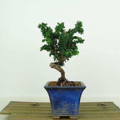 石化ヒノキのおすすめ人気商品一覧 通販 - Yahoo!ショッピング