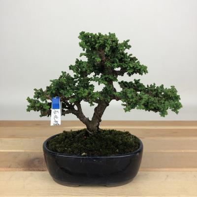 石化ヒノキのおすすめ人気商品一覧 通販 - Yahoo!ショッピング