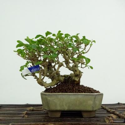 イボタ 盆栽（盆栽）｜盆栽、苔玉 | 花、ガーデニング のおすすめ人気