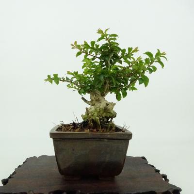 サルスベリ（盆栽、苔玉） | 花、ガーデニング の商品一覧 通販