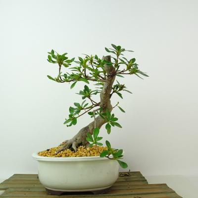さつき 盆栽 晃山のおすすめ人気商品一覧 通販 - Yahoo!ショッピング