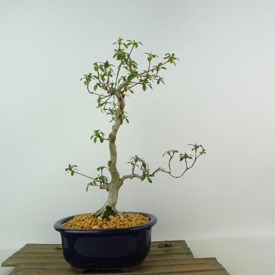 さつき 盆栽（盆栽種類：花物）の商品一覧 通販 - Yahoo!ショッピング