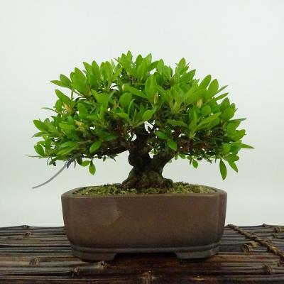 さつき 盆栽（盆栽種類：花物）の商品一覧 通販 - Yahoo!ショッピング