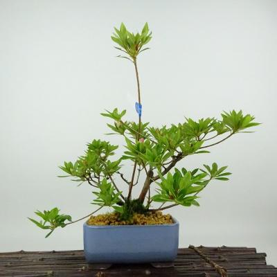 さつき 盆栽の商品一覧 通販 - Yahoo!ショッピング