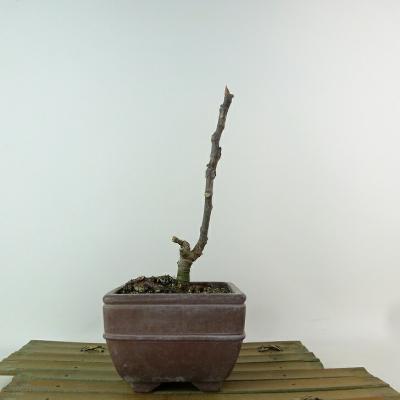 イチジク（盆栽）｜盆栽、苔玉 | 花、ガーデニング のおすすめ人気商品