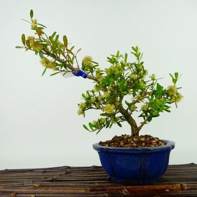 ツゲ（盆栽、苔玉） | 花、ガーデニング のおすすめ人気商品一覧 通販