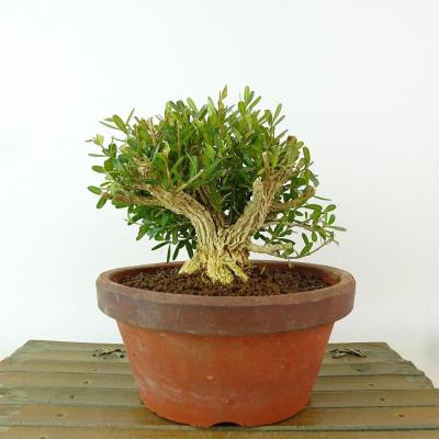ツゲ（盆栽、苔玉） | 花、ガーデニング のおすすめ人気商品一覧 通販