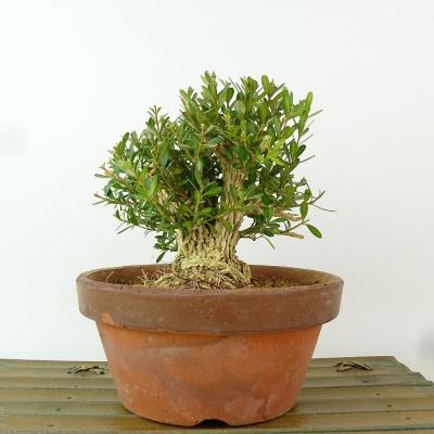 ツゲ（盆栽、苔玉） | 花、ガーデニング のおすすめ人気商品一覧 通販