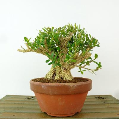 ツゲ（盆栽）｜盆栽、苔玉 | 花、ガーデニング のおすすめ人気商品一覧