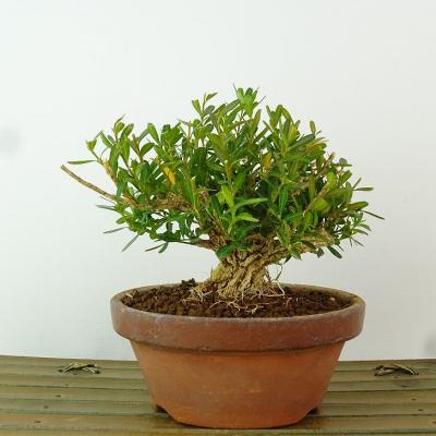 ツゲ（盆栽）｜盆栽、苔玉 | 花、ガーデニング のおすすめ人気商品一覧