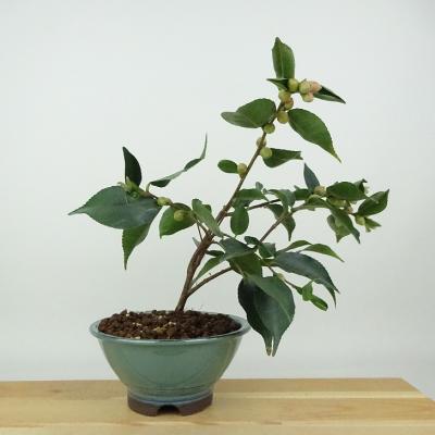 椿 盆栽の商品一覧 通販 - Yahoo!ショッピング