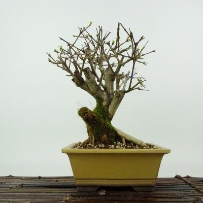 ニオイカエデ盆栽（花、ガーデニング）のおすすめ人気商品一覧 通販