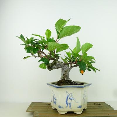 姫りんご（盆栽）｜盆栽、苔玉 | 花、ガーデニング のおすすめ人気商品