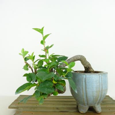 姫りんご（盆栽）｜盆栽、苔玉 | 花、ガーデニング のおすすめ人気商品