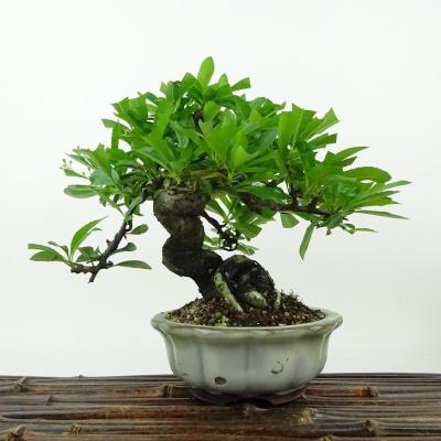 ピラカンサのおすすめ人気商品一覧 通販 - Yahoo!ショッピング