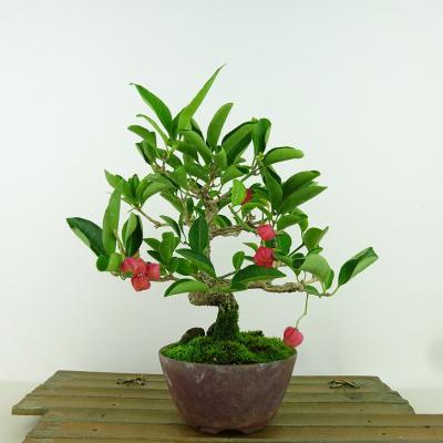 盆栽　ニシキギ　樹高32cm 盆栽 ニシキギ 樹高32cm