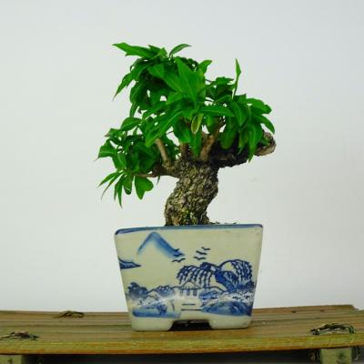 ニシキギ盆栽（盆栽、苔玉） | 花、ガーデニング のおすすめ人気商品