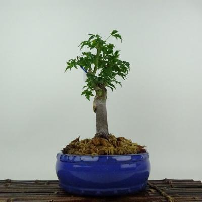 獅子頭もみじ 庭木の商品一覧 通販 - Yahoo!ショッピング