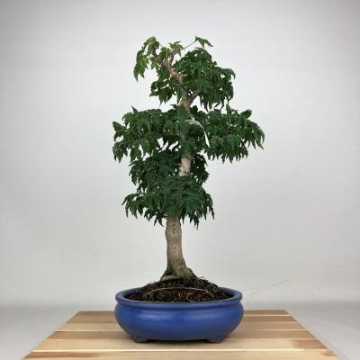 獅子頭 もみじ 盆栽（花、ガーデニング）のおすすめ人気商品一覧 通販