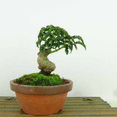 獅子頭 もみじ 盆栽のおすすめ人気商品一覧 通販 - Yahoo!ショッピング