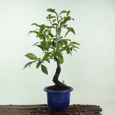 老爺柿の商品一覧 通販 - Yahoo!ショッピング