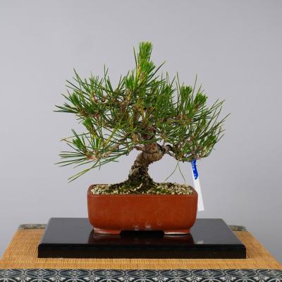 黒松盆栽のおすすめ人気商品一覧 通販 - Yahoo!ショッピング