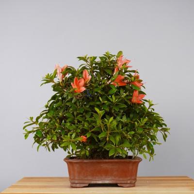 さつき 盆栽のおすすめ人気商品一覧 通販 - Yahoo!ショッピング