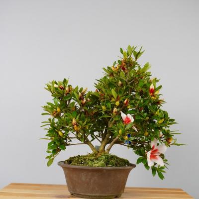 皐月盆栽（盆栽、苔玉） | 花、ガーデニング のおすすめ人気商品一覧