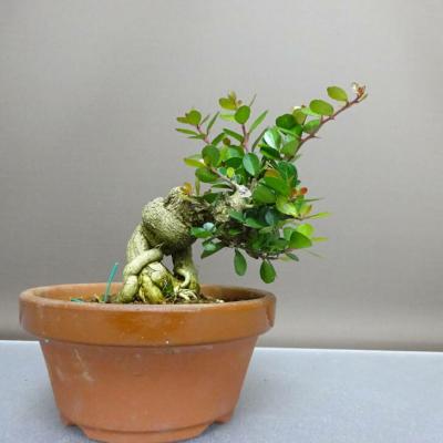 ハリツルマサキ（花、ガーデニング）のおすすめ人気商品一覧 通販