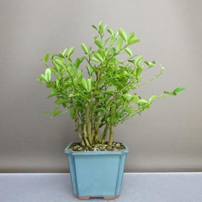 盆栽 キンズのおすすめ人気商品一覧 通販 - Yahoo!ショッピング
