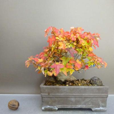 楓 盆栽のおすすめ人気商品一覧 通販 - Yahoo!ショッピング