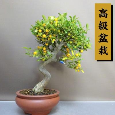 盆栽 キンズのおすすめ人気商品一覧 通販 - Yahoo!ショッピング