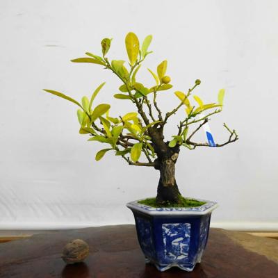 盆栽 キンズのおすすめ人気商品一覧 通販 - Yahoo!ショッピング