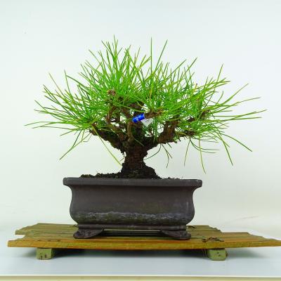 松盆栽の商品一覧 通販 - Yahoo!ショッピング