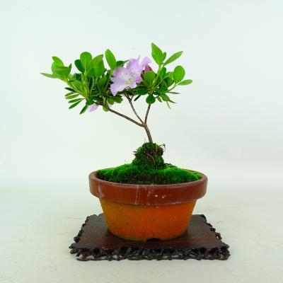 さつき 盆栽のおすすめ人気商品一覧 通販 - Yahoo!ショッピング