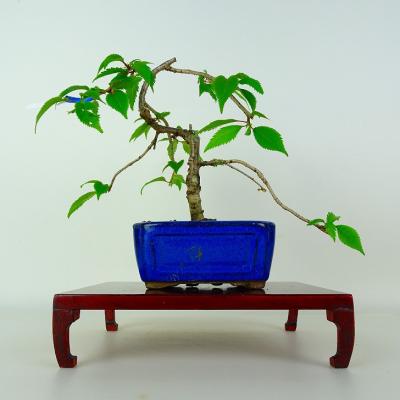 しだれ桜 盆栽の商品一覧 通販 - Yahoo!ショッピング