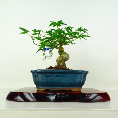 獅子頭 もみじ 盆栽（花、ガーデニング）の商品一覧 通販 - Yahoo