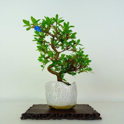 ツツジ（盆栽）｜盆栽、苔玉 | 花、ガーデニング のおすすめ人気商品